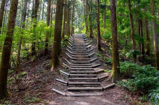 山の中の木の階段 山の中の木の階段の写真