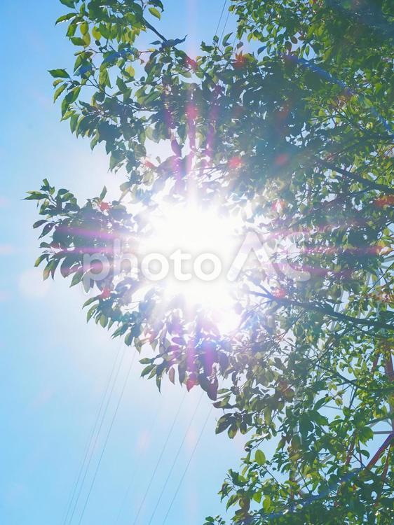 太陽の光と葉 空,こもれび,緑の写真素材