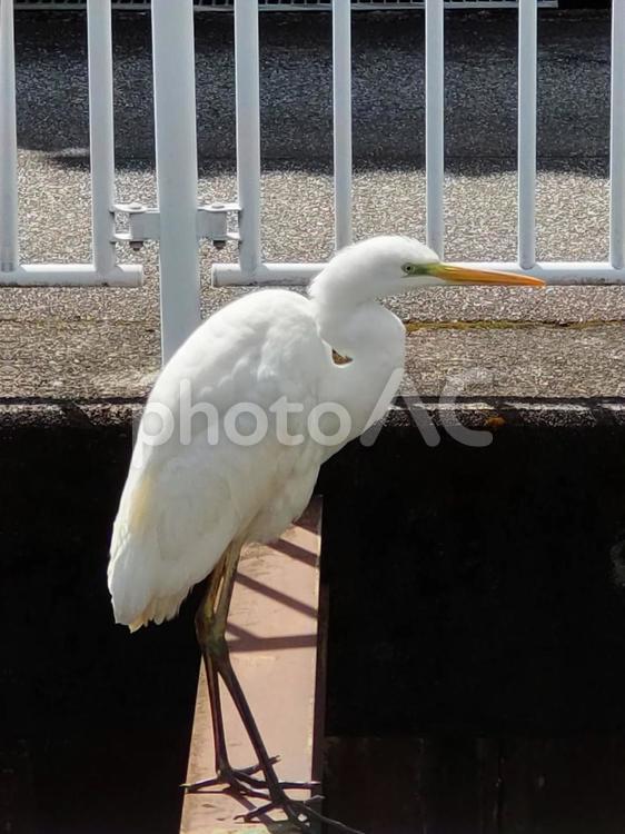 休憩中のシロサギ。 鳥,コサギ,白の写真素材