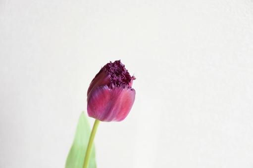 赤紫のチューリップの写真