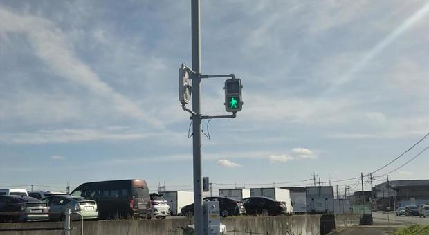 信号機 信号機の写真