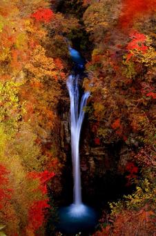 紅葉 紅葉の写真