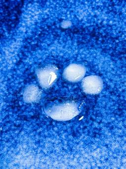 Ice Paws, JPG