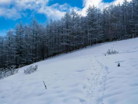 冬の入笠山の霧氷 冬の入笠山の霧氷の写真