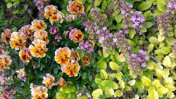 お花たち お花たちの写真