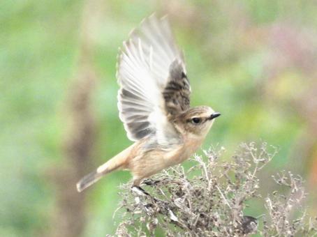 飛び立つノビタキ 飛び立つノビタキの写真