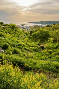 北海道 浦河 ルピナスの丘 北海道 浦河 ルピナスの丘 北海道,浦河,浦河町の写真素材