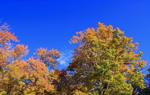 秋・晩秋の風景/木々の紅葉と青空 紅葉,木々,秋の写真素材