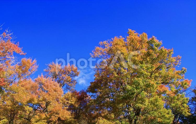 秋・晩秋の風景/木々の紅葉と青空 紅葉,木々,秋の写真素材