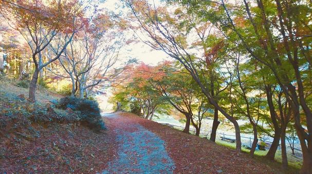 紅葉にかこまれた道 紅葉にかこまれた道の写真