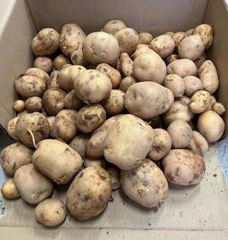 じゃがいもの収穫 じゃがいもの収穫の写真