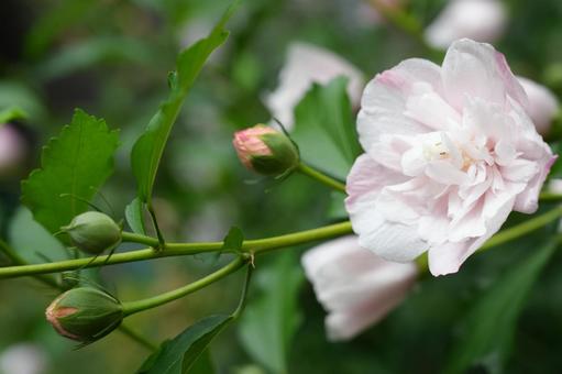 Pale pink bank rose, JPG Pale pink bank rose, JPG