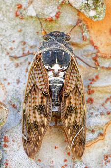 A brown cicada with its face covered in spider webs, JPG A brown cicada with its face covered in spider webs, JPG