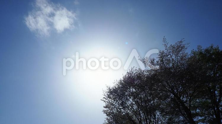 木の上で燦々と輝く・初夏の太陽 太陽,燦々,初夏の写真素材