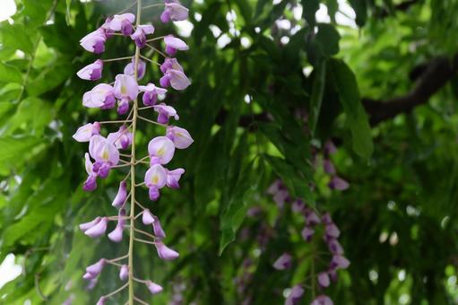 藤の花 藤の花の写真