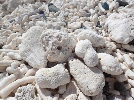 小笠原の珊瑚の写真