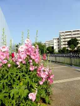 川沿いの遊歩道、住宅地、タチアオイ 川沿いの遊歩道、住宅地、タチアオイ タチアオイ,花,植物の写真素材