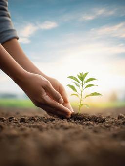 希望の芽生え：大地に植えられた小さな苗木の写真