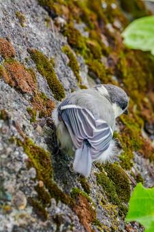 シジュウカラの若鳥⑹ シジュウカラの若鳥⑹の写真
