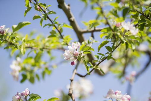 青空に映える果樹園のリンゴの花 青空に映える果樹園のリンゴの花 りんご,春,花の写真素材