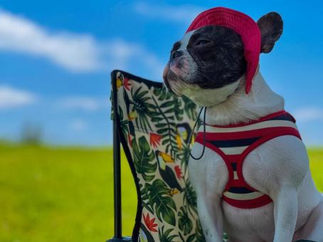 初夏の犬（フレブル&キャンプ）_2 犬,フレブル,肉球の写真素材