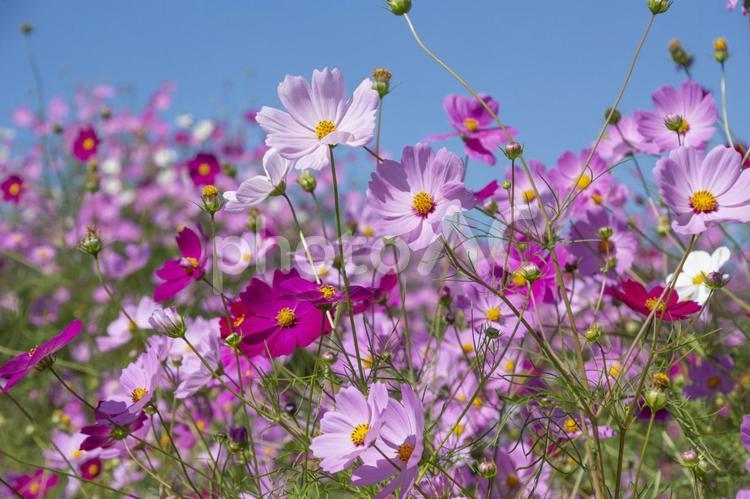 コスモスの花畑　鹿児島県　上場高原 コスモス,秋桜,花の写真素材