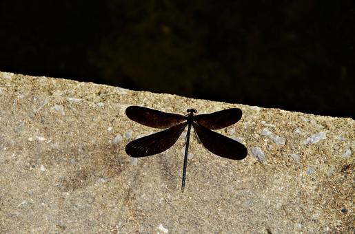 川辺のハグロトンボ ハグロトンボ,羽黒蜻蛉,ホソホソトンボの写真素材
