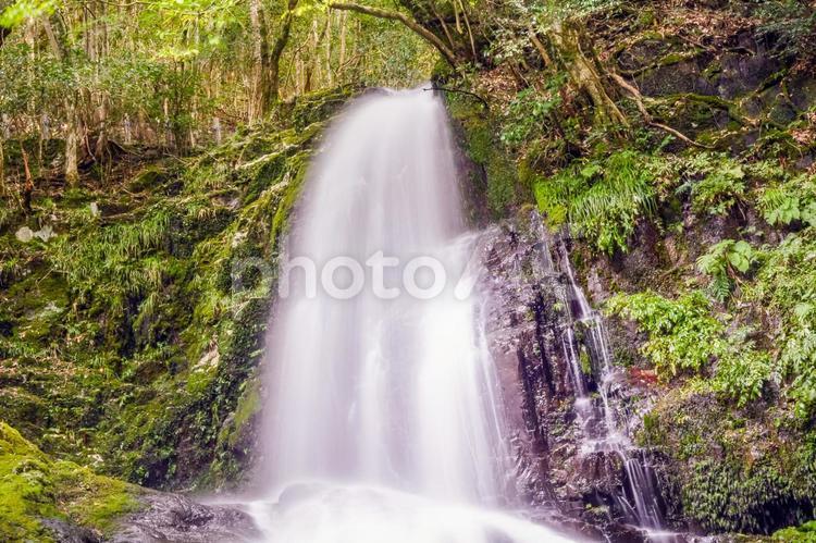 白糸の滝　美祢市 滝,自然,川の写真素材