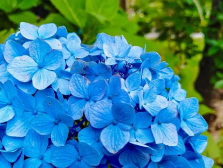Moist small flowers, JPG