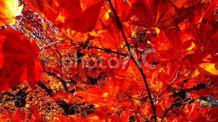 秋風のダンス 紅葉,もみじ,モミジの写真素材