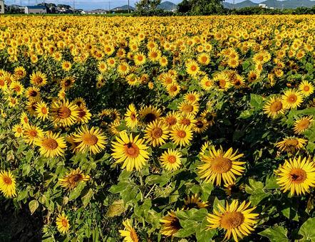 Photo, sunflower, summer, flower, 