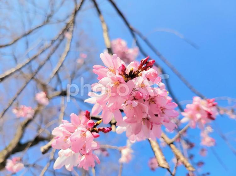しだれ桜と青空 桜,さくら,春の写真素材