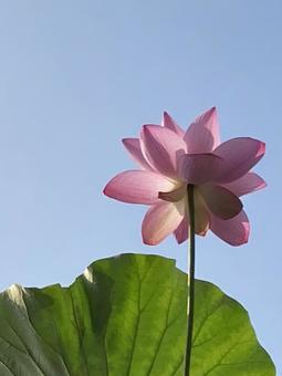 Photo, a lotus, lotus, flower, 