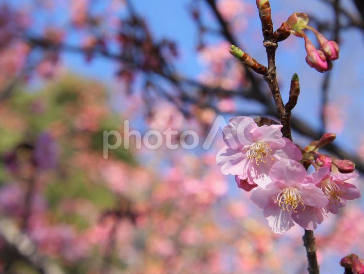 早咲きの河津桜 河津桜,ピンク色,淡いの写真素材