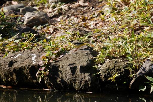 キセキレイ キセキレイ,自然,鳴くの写真素材