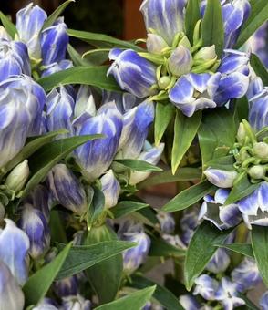 りんどう りんどう,リンドウ,紫の写真素材