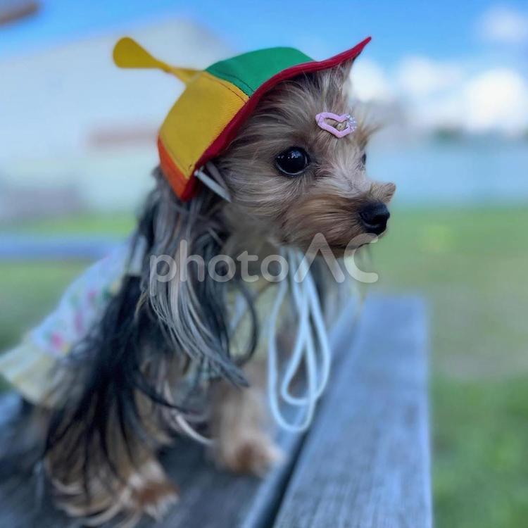ヨークシャーテリア ヨークシャテリア,室内犬,ヨークシャーテリアの写真素材