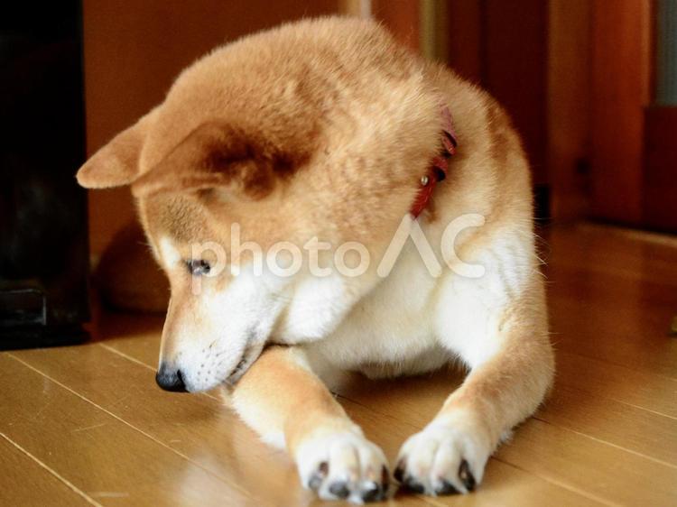 つまらなさそうにしている柴犬 柴犬,犬,日本犬の写真素材