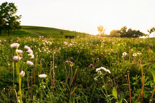 日の当たる草原と花々 日の当たる草原と花々 自然,草,緑の写真素材