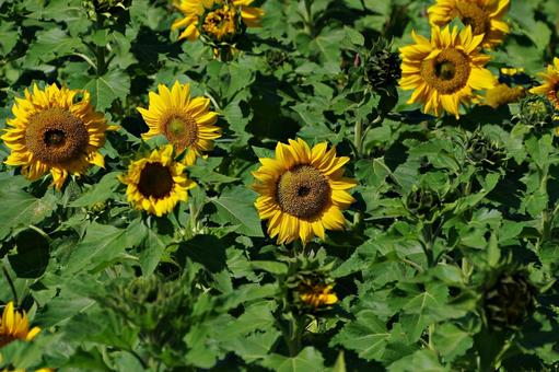 秋のヒマワリ 秋のヒマワリ ヒマワリ,向日葵,花の写真素材