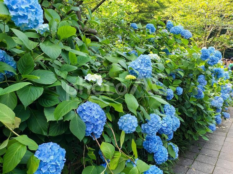 鎌倉　明月院のアジサイ　明月院ブルー 明月院,紫陽花,アジサイの写真素材