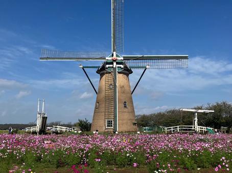 佐倉ふるさと広場の風車とコスモス 佐倉ふるさと広場の風車とコスモス 風車,オランダ風車,リーフデの写真素材