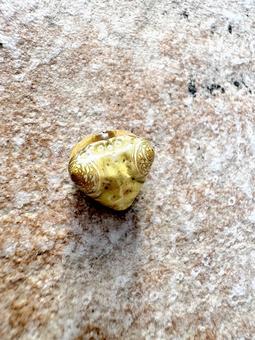 オオトリノフンダマシ 01 オオトリノフンダマシ 01 大鳥の糞騙し,オオトリノフンダマシ,蜘蛛の写真素材