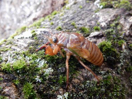【昆虫写真】地上にでてきた蝉の幼虫 【昆虫写真】地上にでてきた蝉の幼虫の写真