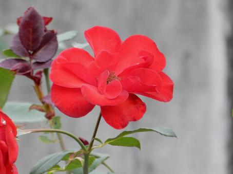 【薔薇の写真】バラの花 バラ,薔薇,植物の写真素材