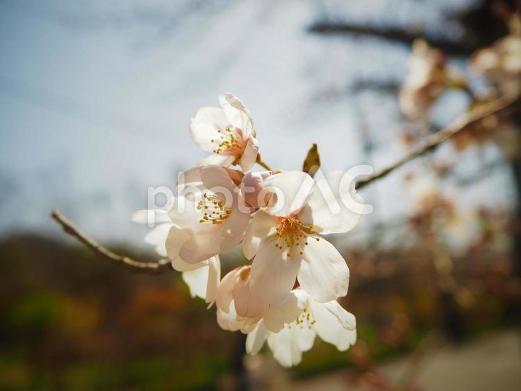 桜　咲き始め さくら,桜,花の写真素材
