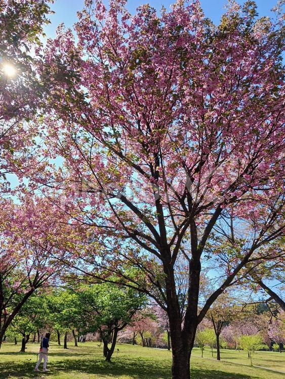 「満開の桜の木と青空の公園風景」 桜,公園,青空の写真素材