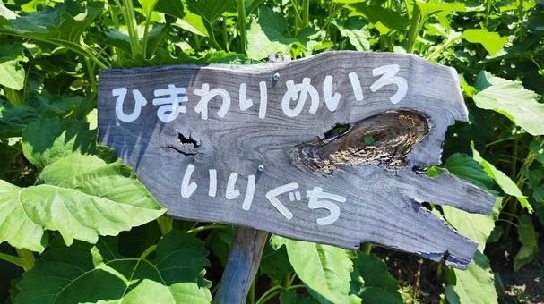 夏を抱きしめる花畑 夏を抱きしめる花畑の写真