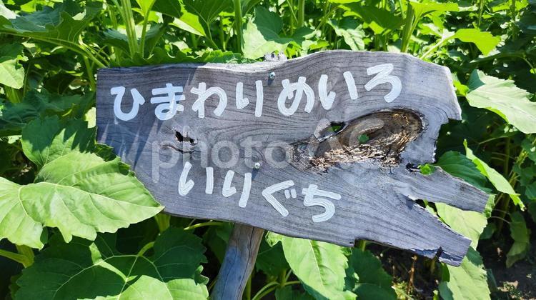 夏を抱きしめる花畑 ひまわり,洲原ひまわりの里,黄金色の花畑の写真素材