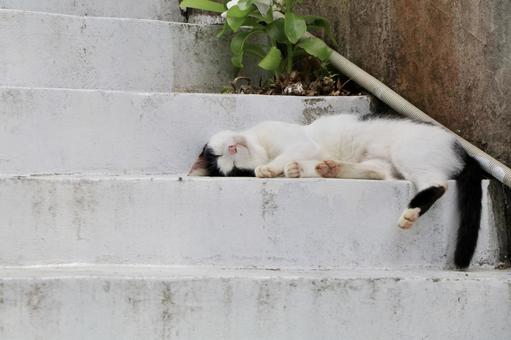 階段で昼寝する野良猫 階段で昼寝する野良猫 野良猫,猫,公園の写真素材